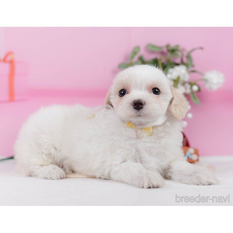 販売中の神奈川県のミックス犬-400186の6枚目