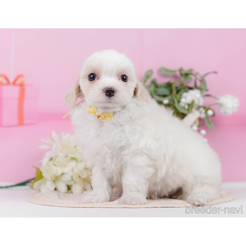 販売中の神奈川県のミックス犬-400186の9枚目