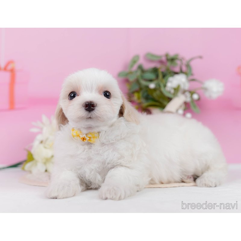 販売中の神奈川県のミックス犬-400186の11枚目