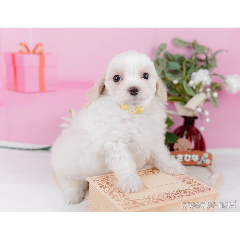 販売中の神奈川県のミックス犬-400186の10枚目