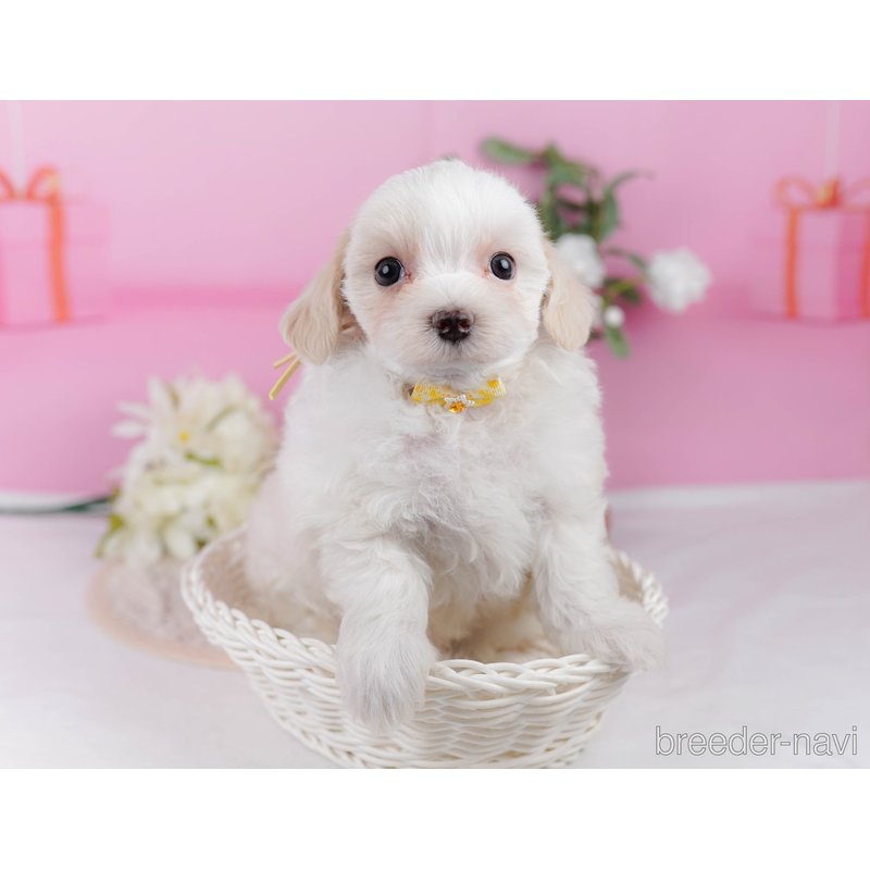 販売中の神奈川県のミックス犬-400186の8枚目