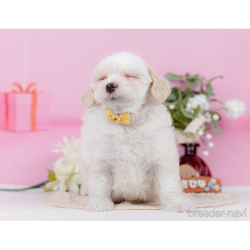 販売中の神奈川県のミックス犬-400186の7枚目