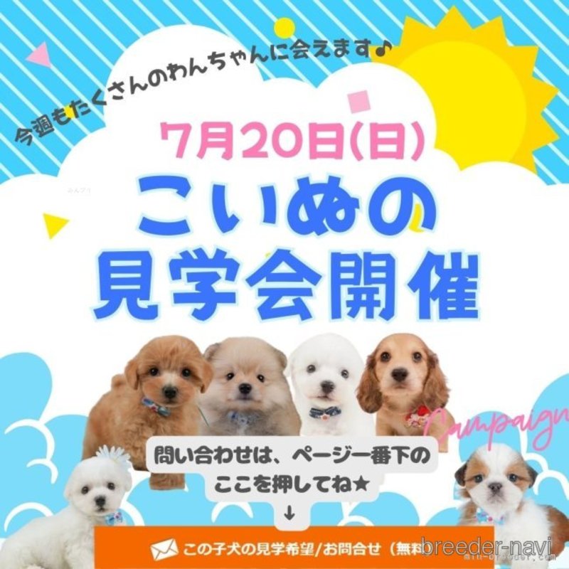 販売中の静岡県のポメプー:ポメラニアン×トイプードル-399898の6枚目