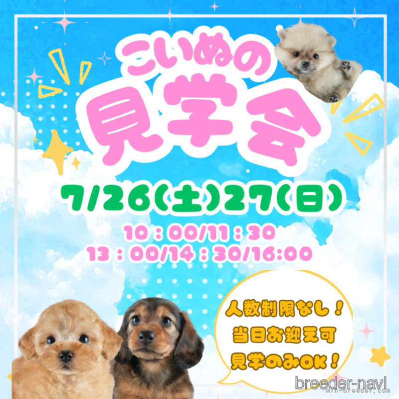 販売中の茨城県のタイニープードル-400071の2枚目