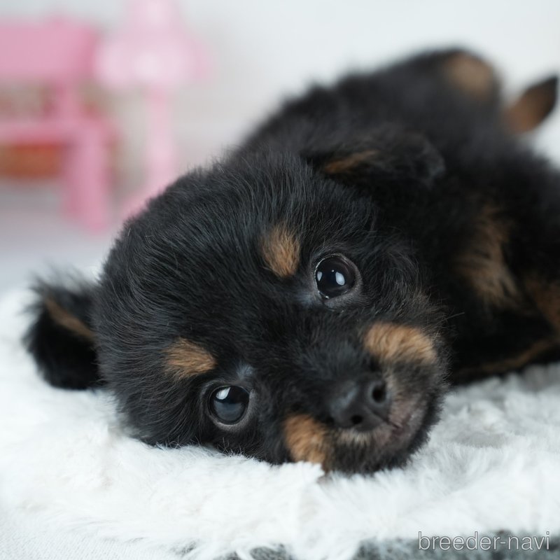 販売中の茨城県のミックス犬-400065