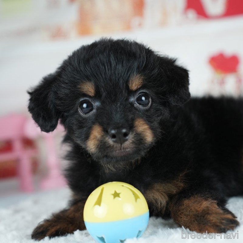 販売中の茨城県のミックス犬-400065の5枚目