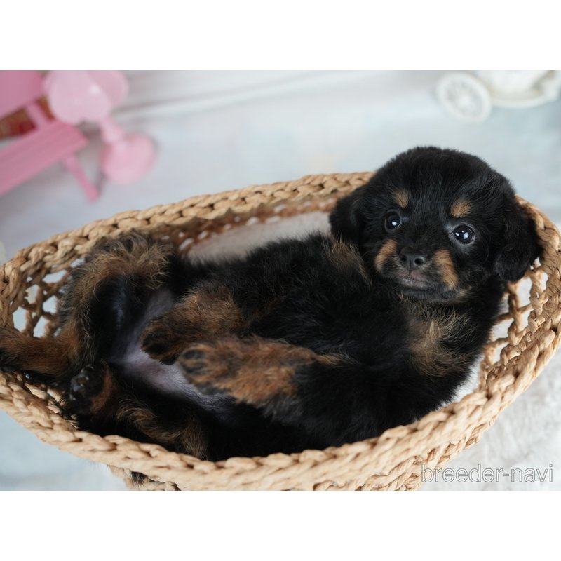 販売中の茨城県のミックス犬-400065の8枚目