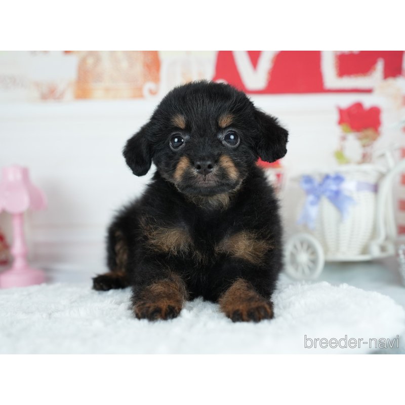 販売中の茨城県のミックス犬-400065の6枚目