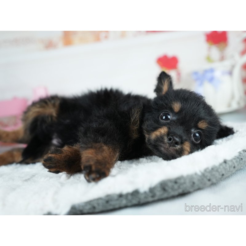 販売中の茨城県のミックス犬-400065の7枚目