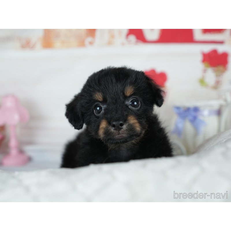 販売中の茨城県のミックス犬-400065の3枚目