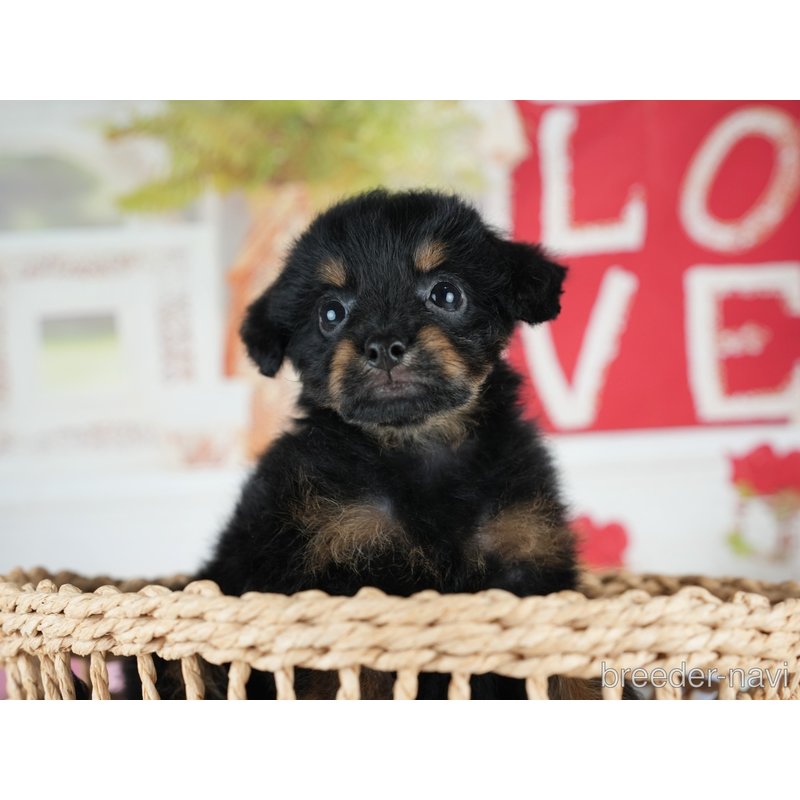 販売中の茨城県のミックス犬-400065の4枚目