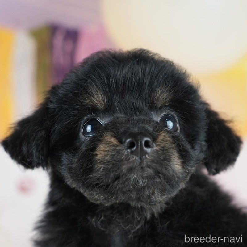 販売中の茨城県のミックス犬-400064