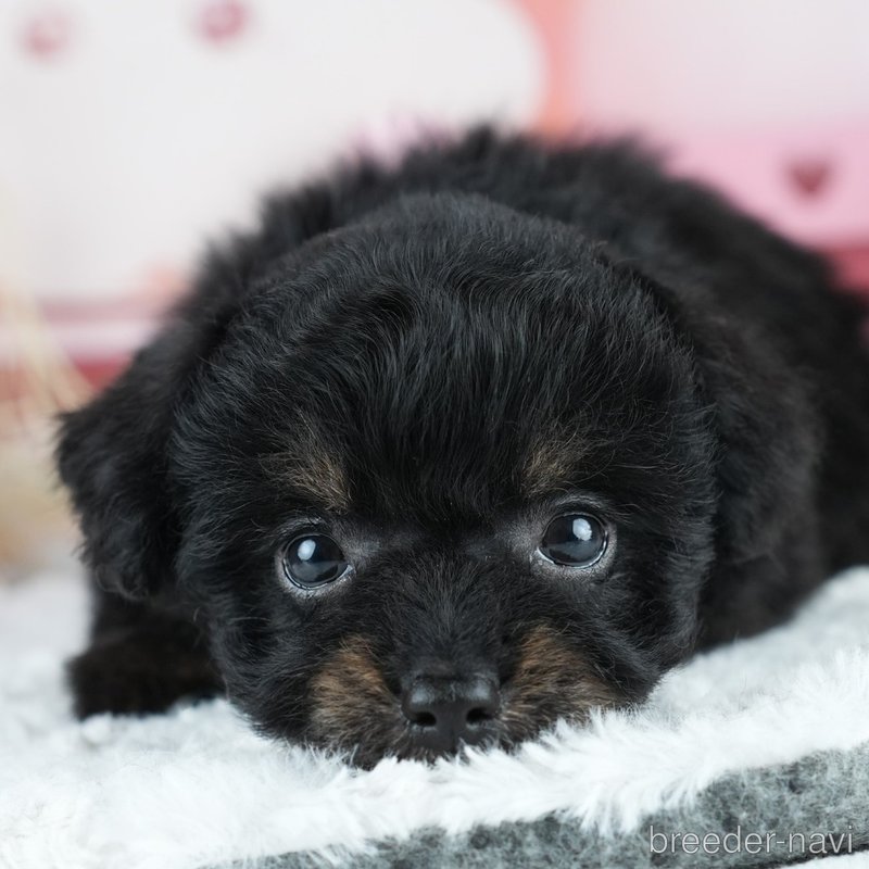 販売中の茨城県のミックス犬-400064の6枚目