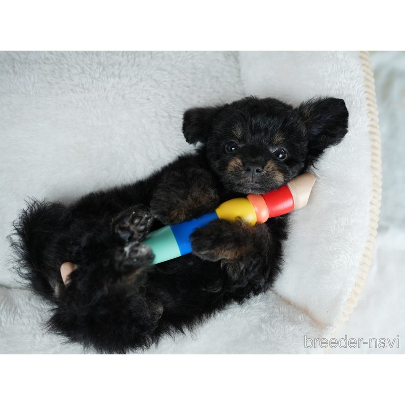 販売中の茨城県のミックス犬-400064の7枚目