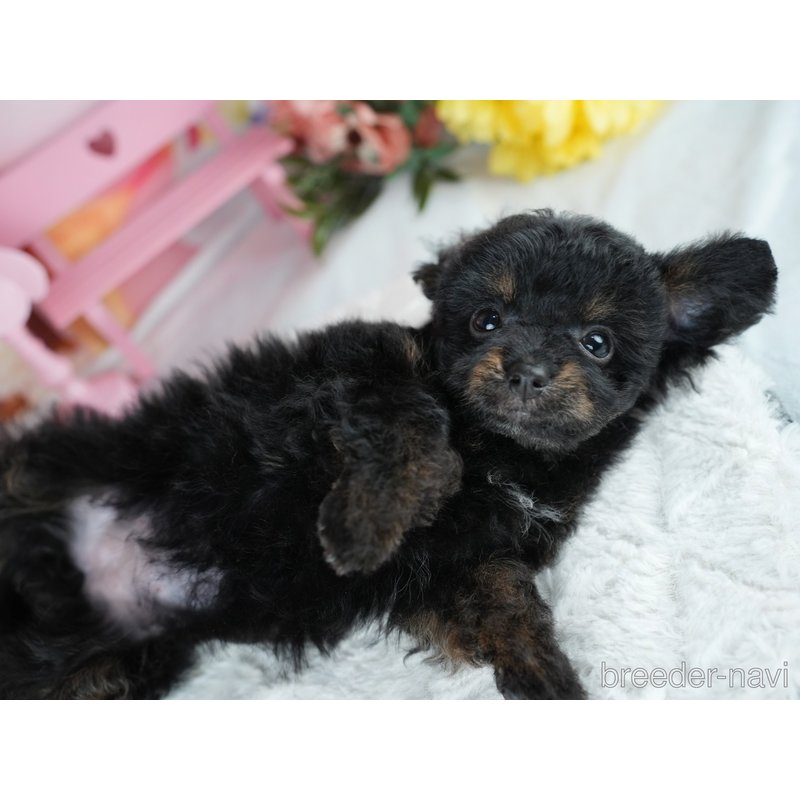 販売中の茨城県のミックス犬-400064の8枚目