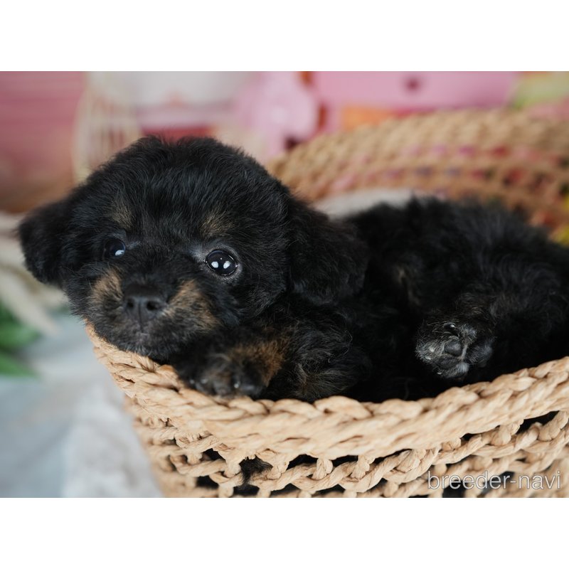 販売中の茨城県のミックス犬-400064の4枚目