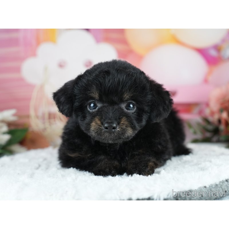 販売中の茨城県のミックス犬-400064の5枚目