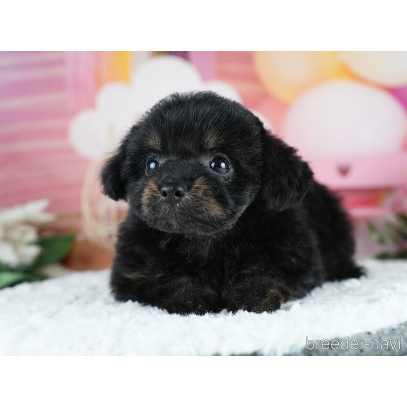 販売中の茨城県のミックス犬-400064の3枚目