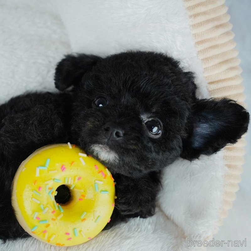 販売中の茨城県のミックス犬-400063の1枚目