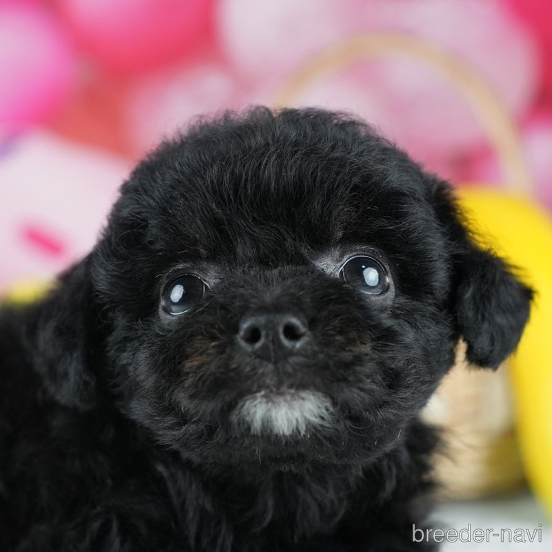 販売中の茨城県のミックス犬-400063の7枚目