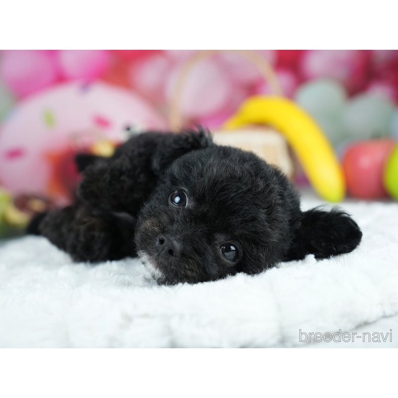 販売中の茨城県のミックス犬-400063の8枚目