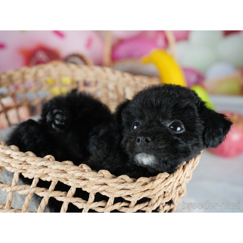 販売中の茨城県のミックス犬-400063の3枚目