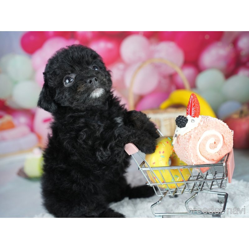 販売中の茨城県のミックス犬-400063の5枚目