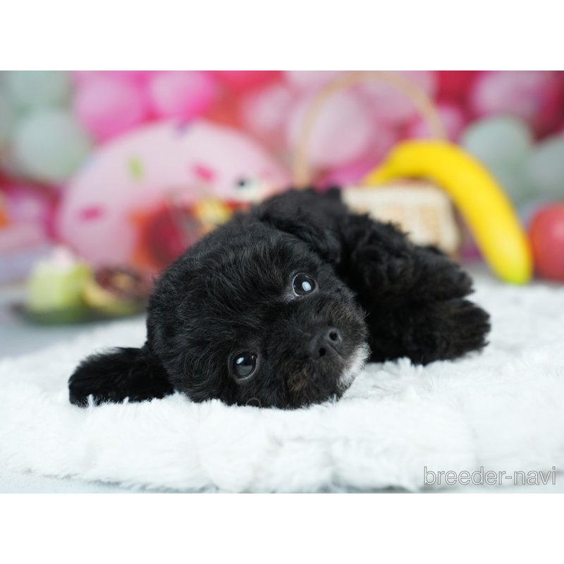 販売中の茨城県のミックス犬-400063の4枚目