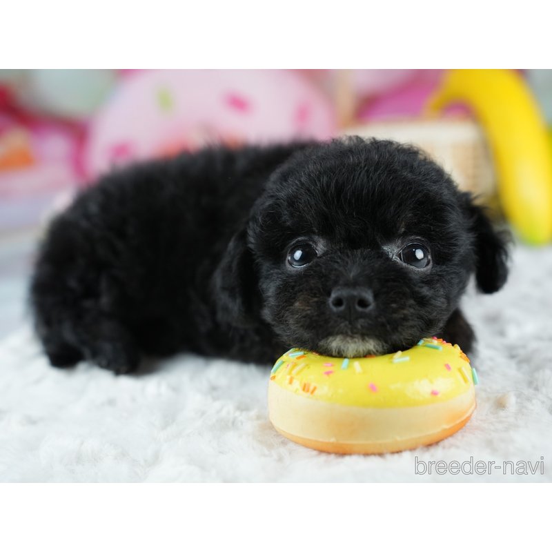 販売中の茨城県のミックス犬-400063の6枚目