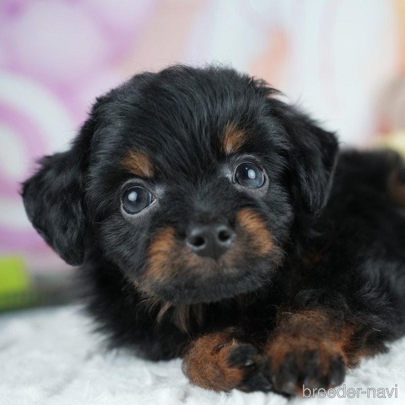 販売中の茨城県のミックス犬-400057の1枚目