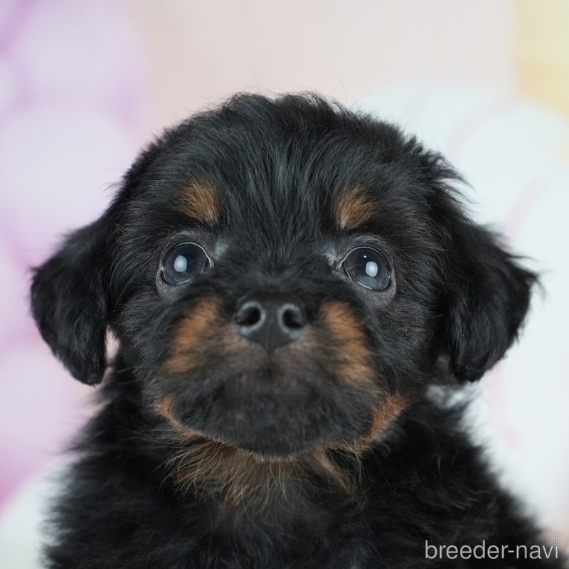 販売中の茨城県のミックス犬-400057の8枚目