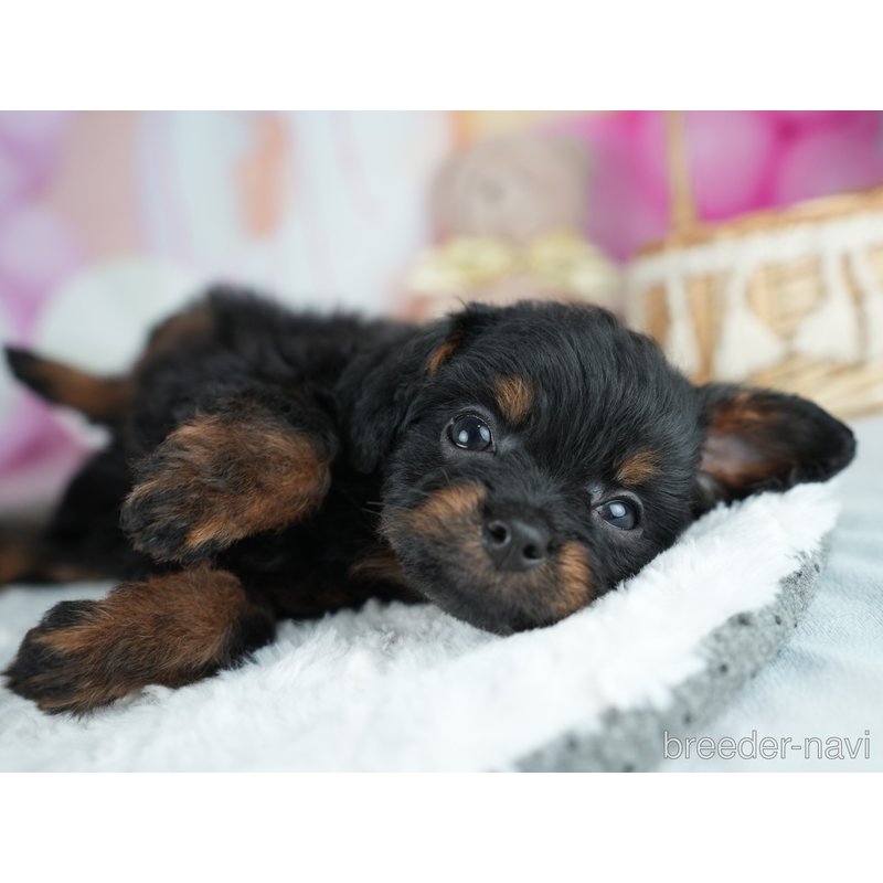 販売中の茨城県のミックス犬-400057の4枚目