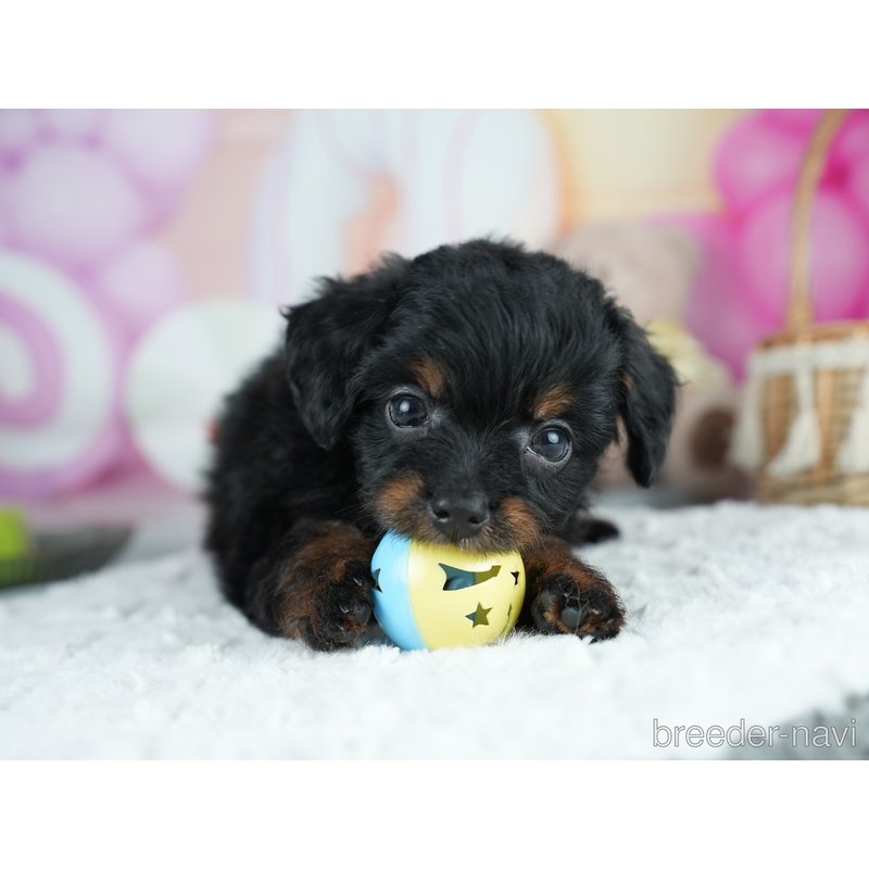 販売中の茨城県のミックス犬-400057の3枚目