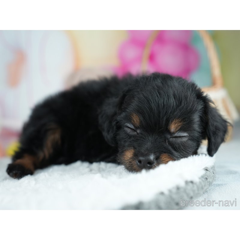 販売中の茨城県のミックス犬-400057の6枚目