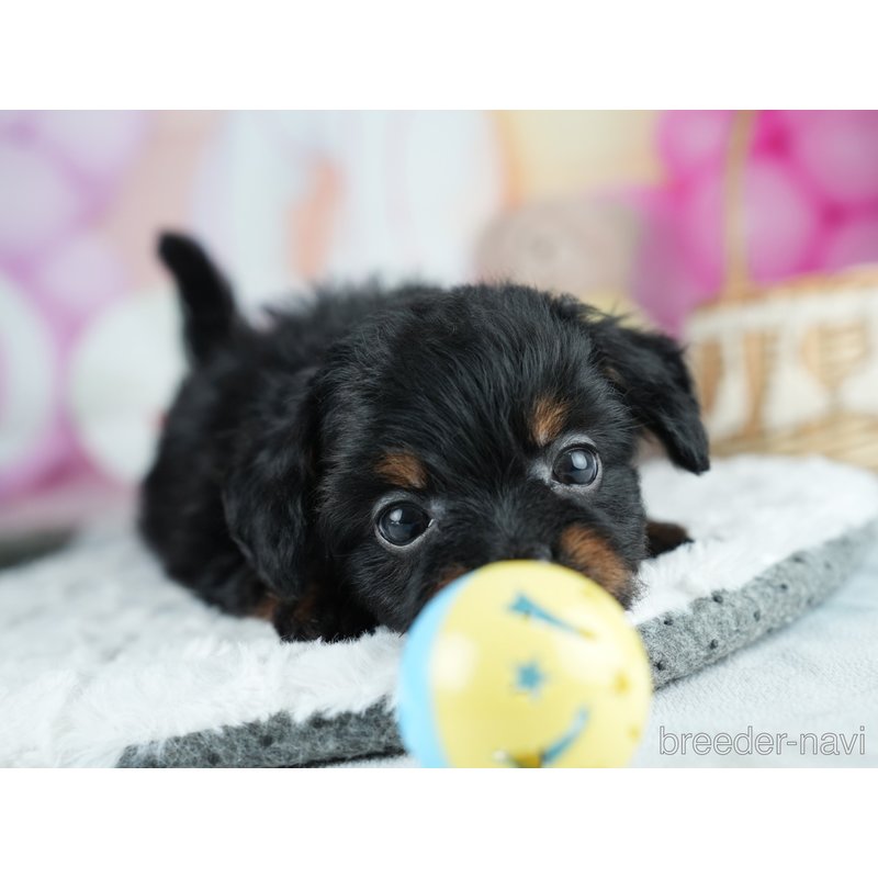 販売中の茨城県のミックス犬-400057の5枚目