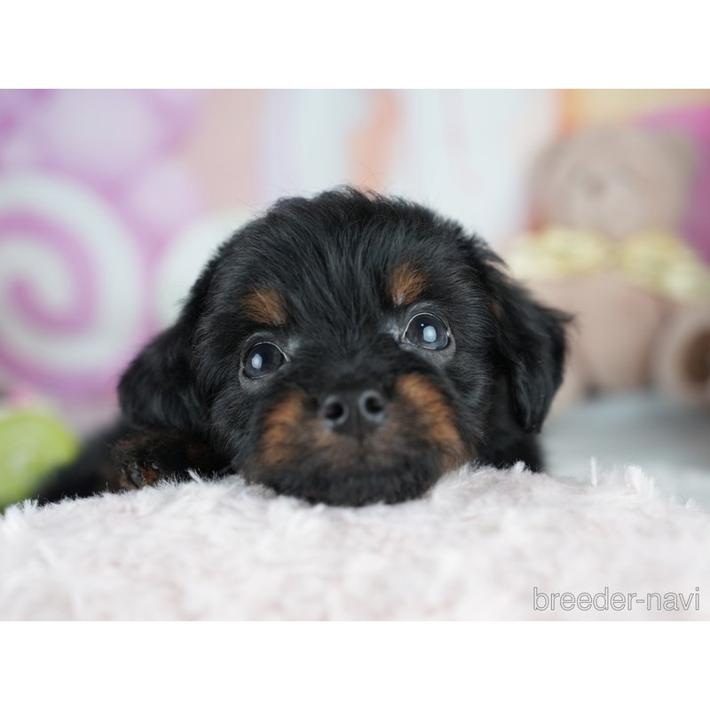 販売中の茨城県のミックス犬-400057の7枚目