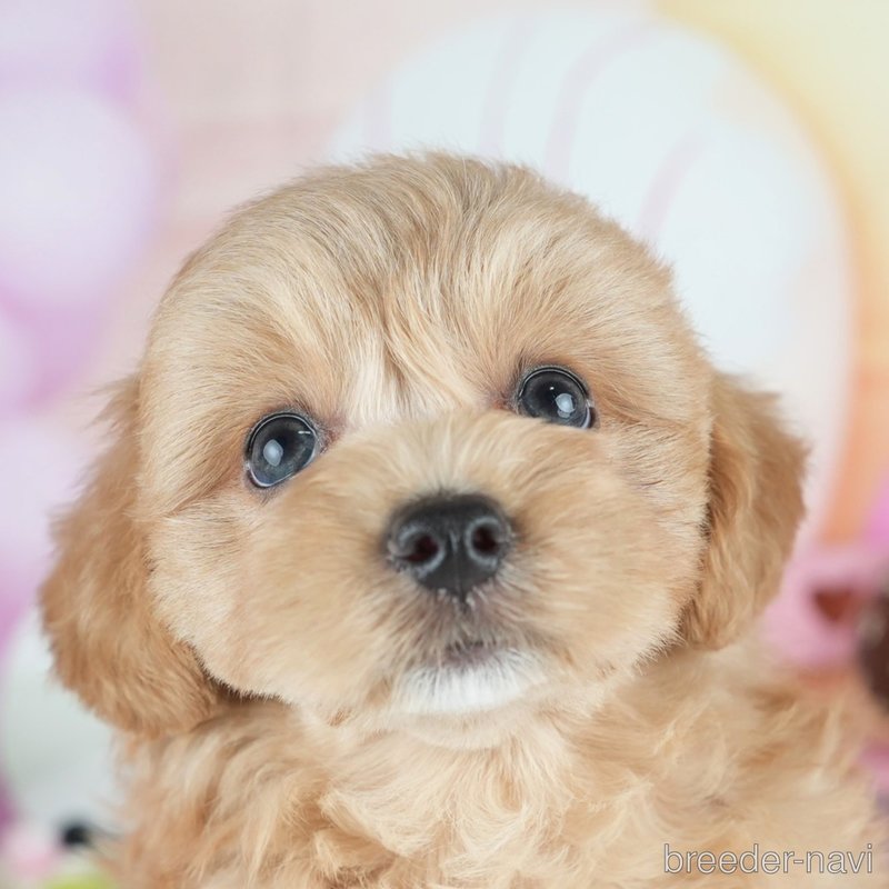 販売中の茨城県のミックス犬-400073