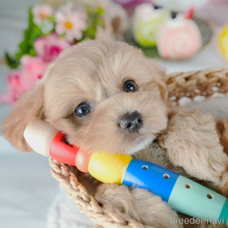 販売中の茨城県のミックス犬-400073の4枚目