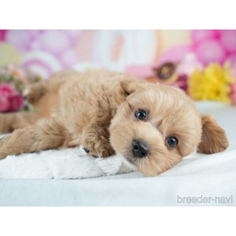 販売中の茨城県のミックス犬-400073の5枚目