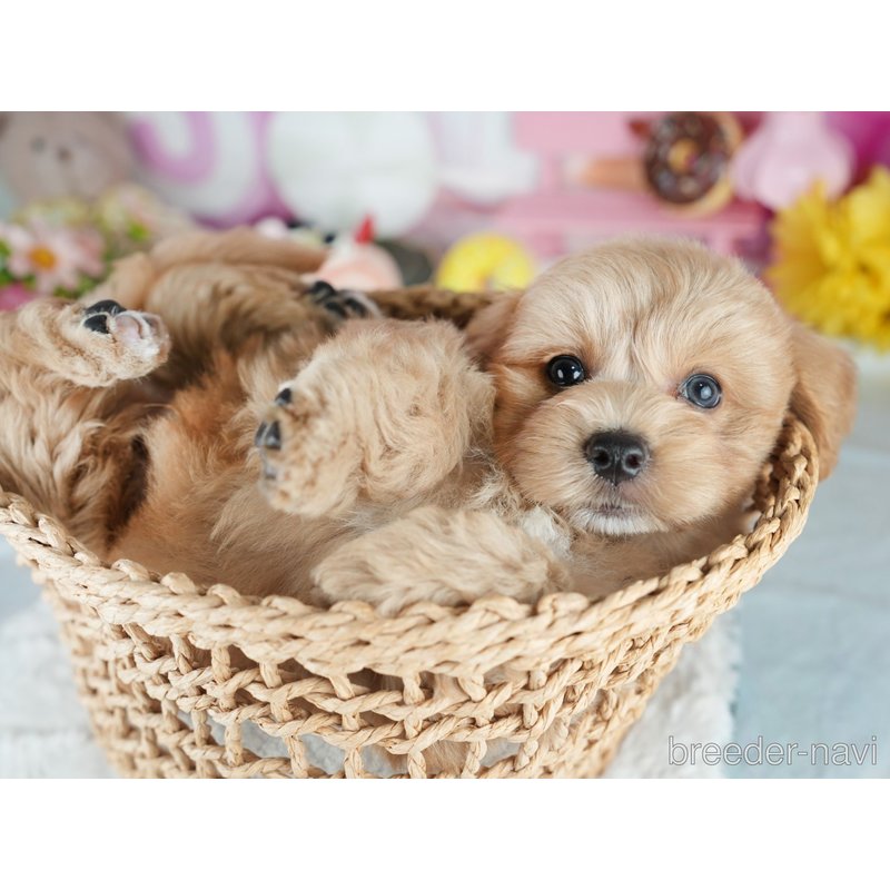 販売中の茨城県のミックス犬-400073の7枚目