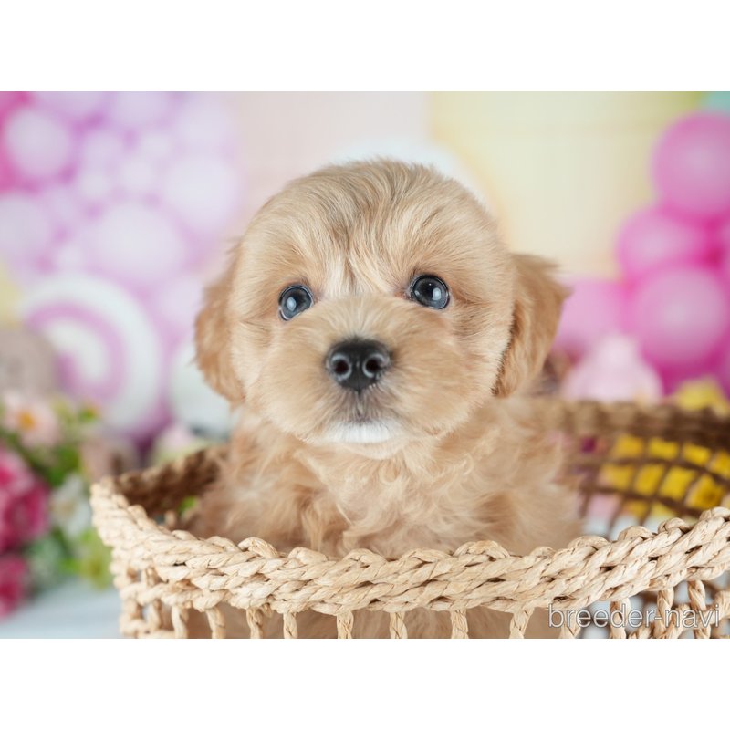 販売中の茨城県のミックス犬-400073の6枚目