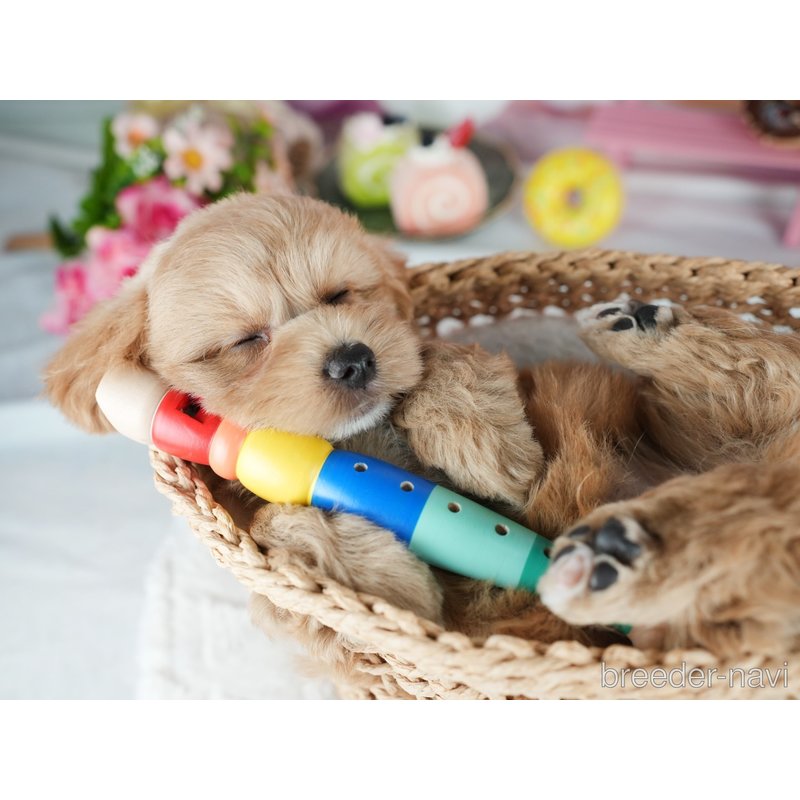 販売中の茨城県のミックス犬-400073の8枚目