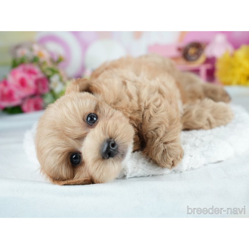 販売中の茨城県のミックス犬-400073の3枚目