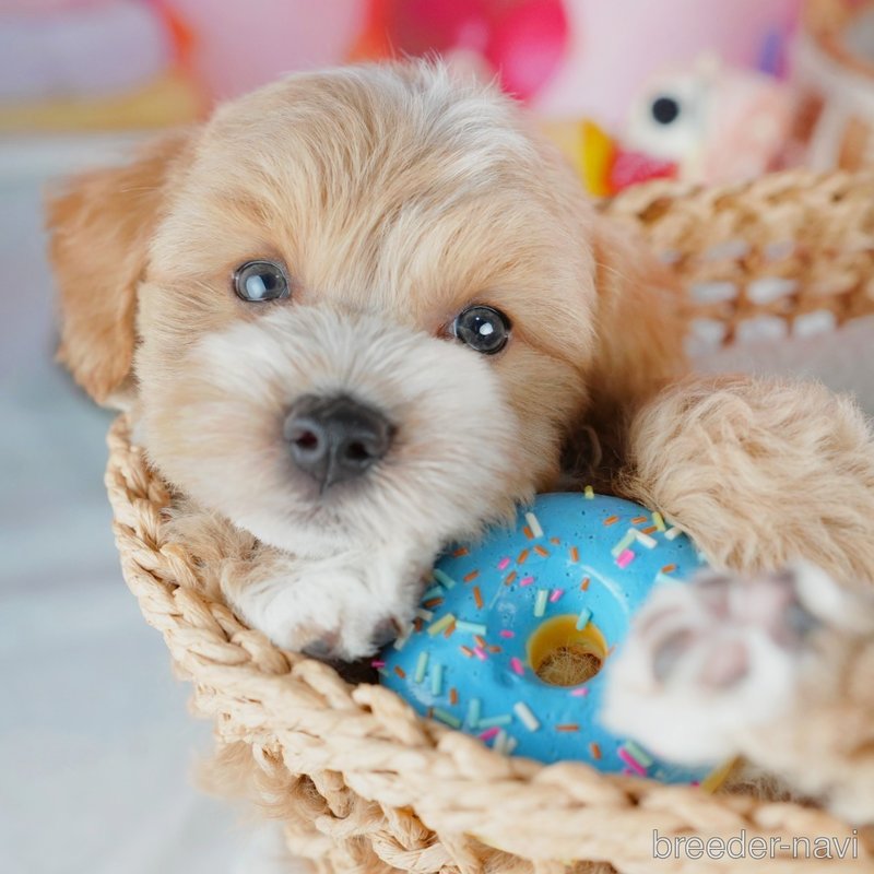販売中の茨城県のミックス犬-400074の5枚目