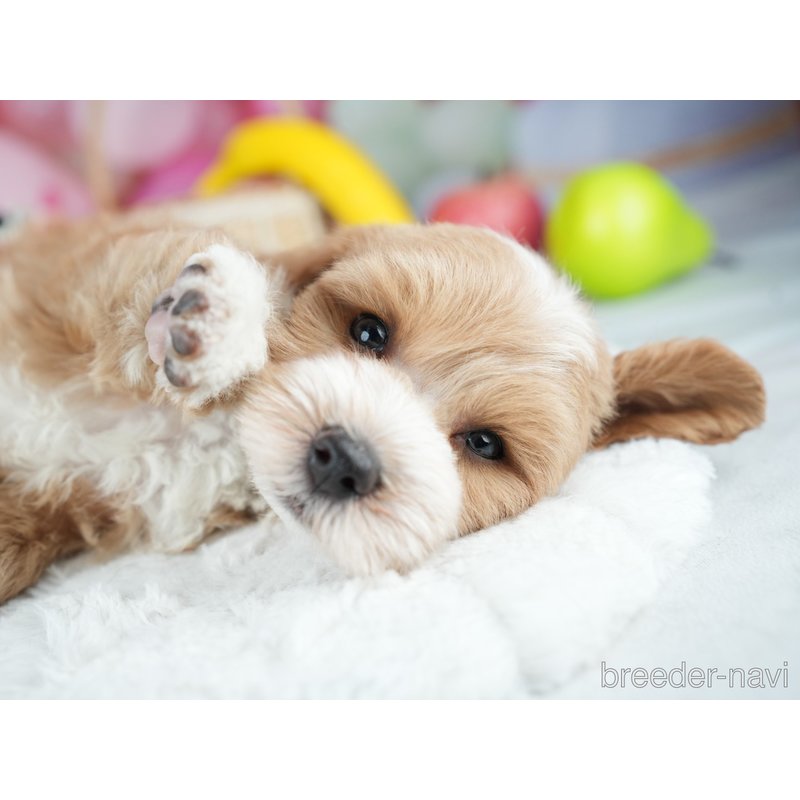 販売中の茨城県のミックス犬-400074の6枚目