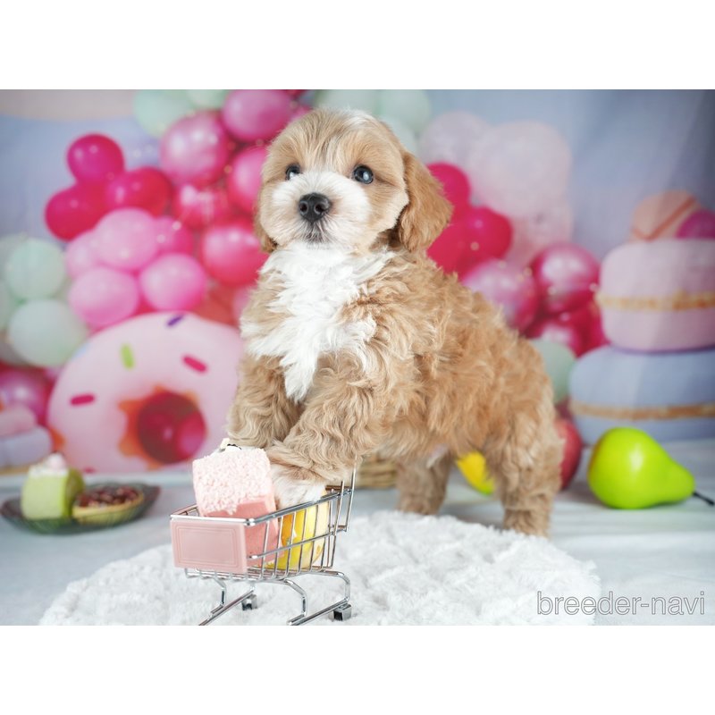 販売中の茨城県のミックス犬-400074の7枚目