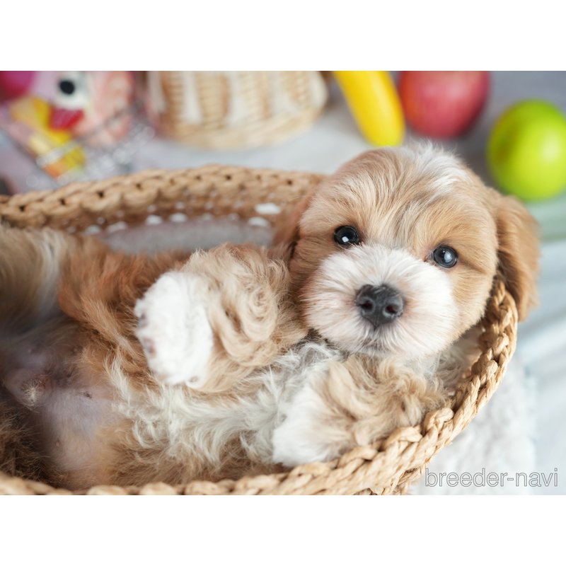 販売中の茨城県のミックス犬-400074の3枚目