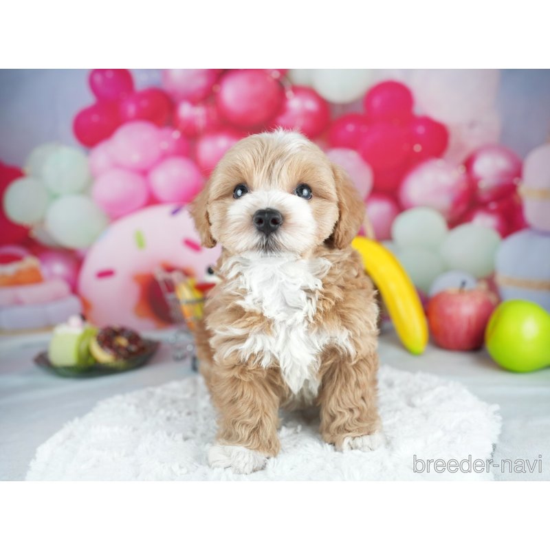販売中の茨城県のミックス犬-400074の4枚目