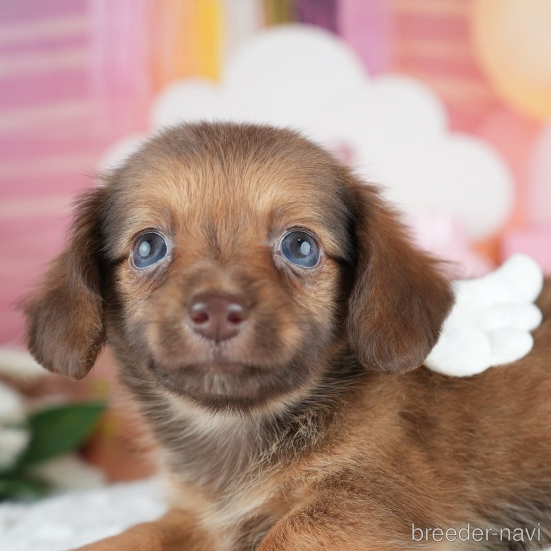 販売中の茨城県のミックス犬-400055の1枚目