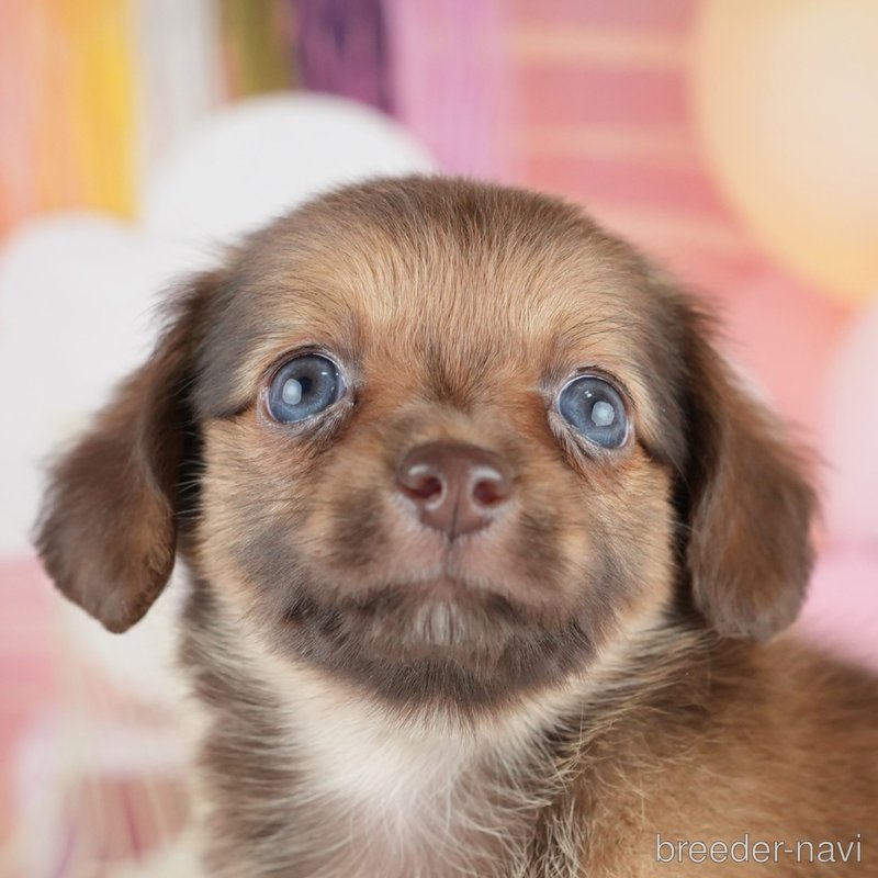 販売中の茨城県のミックス犬-400055の5枚目